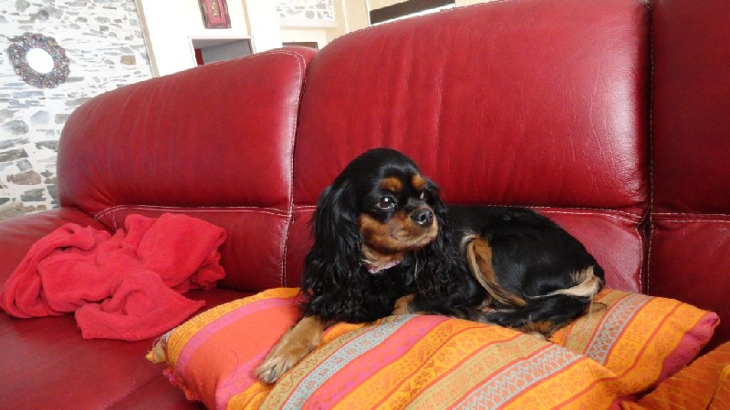 Fiorine (Sans Affixe)